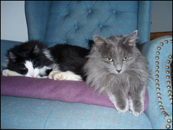 cats