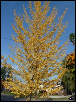ginkgo