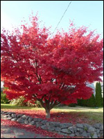 maple