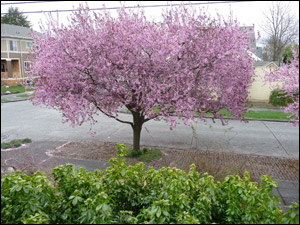 plum tree